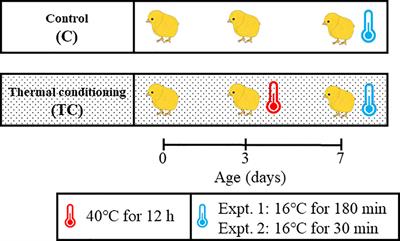 Thermal Conditioning Can Improve Thermoregulation of Young Chicks During Exposure to Low Temperatures